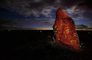 Nacht im Nationalpark Emas. Im Vordergrund ein Termitenhügel mit leuchtende Glühwürmchenlarven