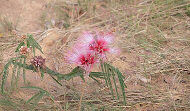Rosa Blüten im Nationalpark Emas im Brasilien