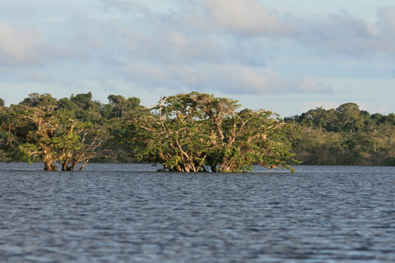 Cuyabeno Ecuador
