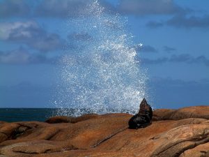 Seelöwen an der Atlantikküste von Uruguay