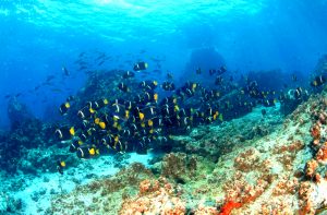 Schwarm tropischer Fische über einem Korallenriff unter Wasser bei den Galápagos-Inseln in Ecuador.
