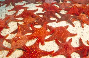 Rote Seesterne auf hellem Sand am Meeresboden bei den Galápagos-Inseln in Ecuador.
