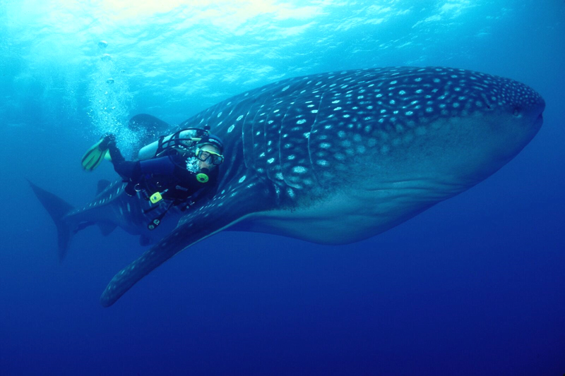 Taucher schwimmt neben einem Walhai im offenen Meer bei den Galápagos-Inseln in Ecuador.
