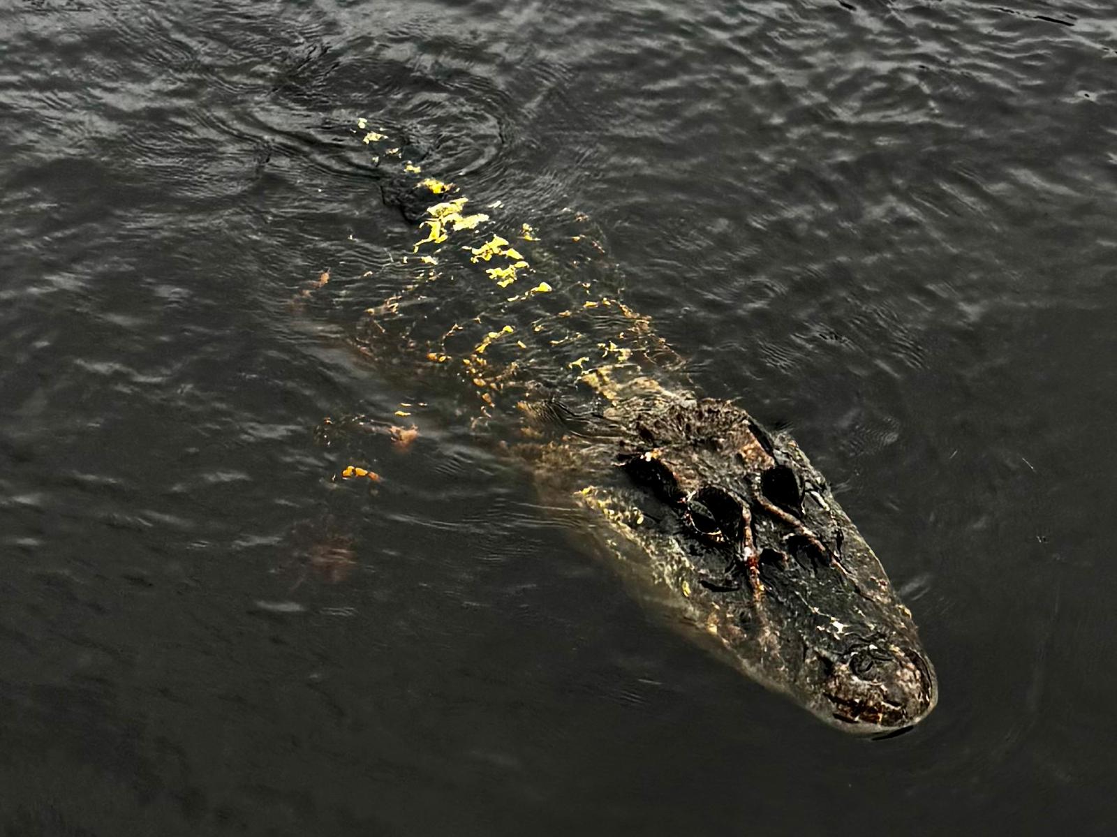 Kaiman bei der Nachttour auf dem Amazonas