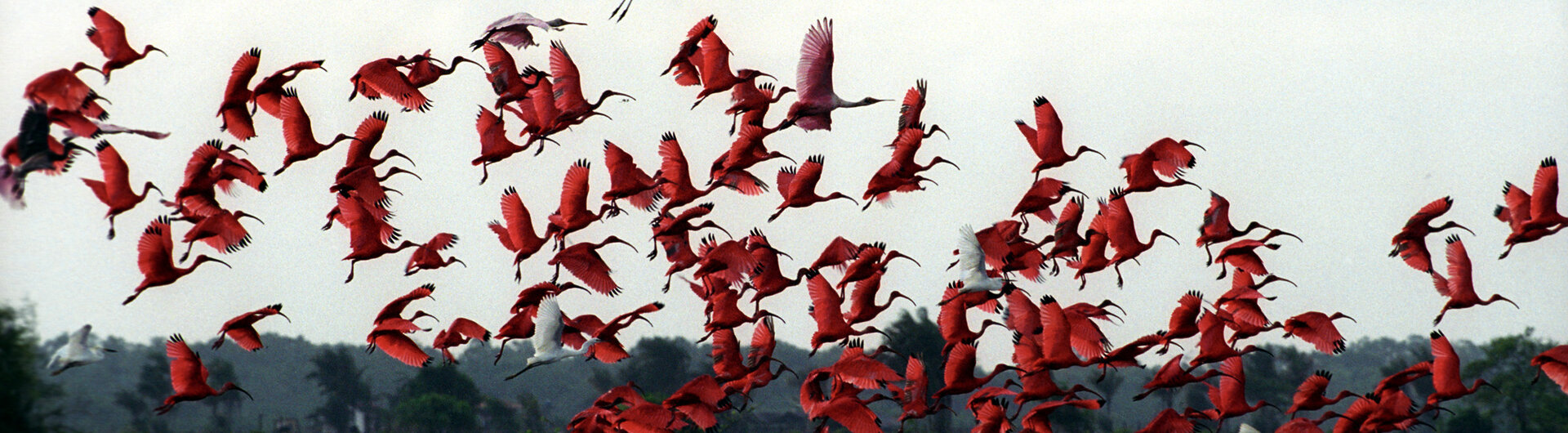 Fliegende rote Flamingos entfalten ihre leuchtenden Flügel auf der Ilha de Marajó, Brasilien.
