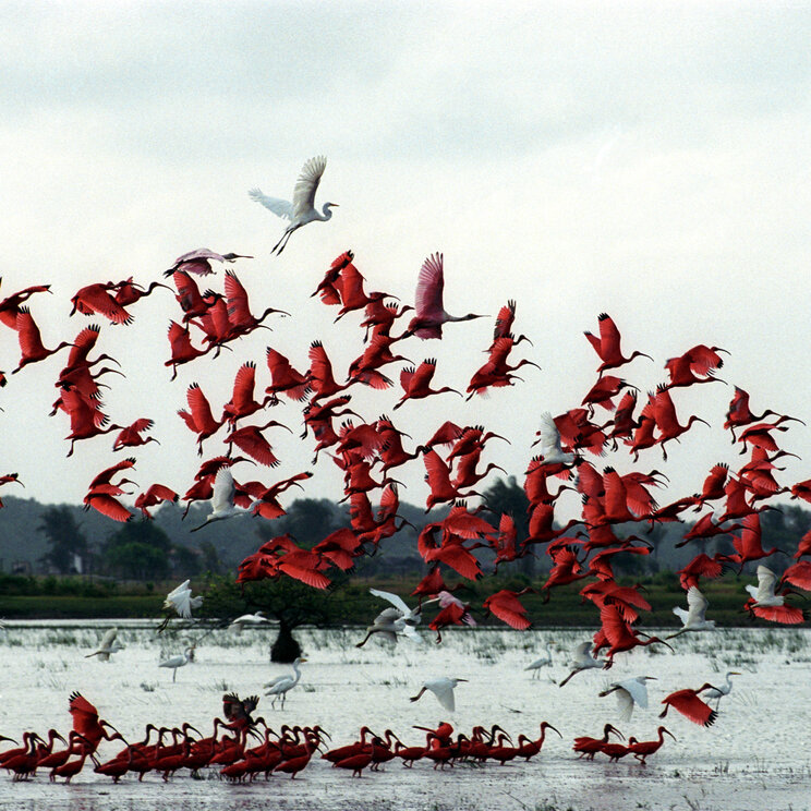 Fliegende rote Flamingos entfalten ihre leuchtenden Flügel auf der Ilha de Marajó, Brasilien.