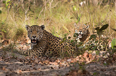 2 Jaguare liegen im Gras im Pantanal