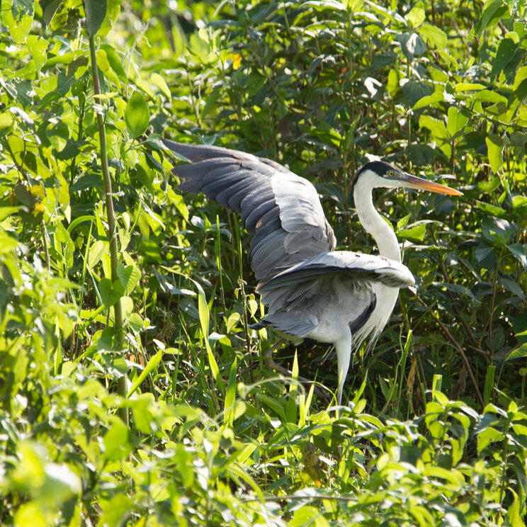 Reiher im Pantanal zwischen dichter Vegetation mit ausgebreiteten Flügeln und langem Schnabel