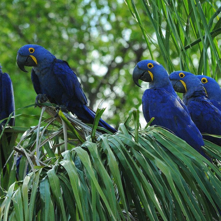 Gruppe blauer Hyazinth-Aras auf Palmenzweigen in Nobres, Brasilien.