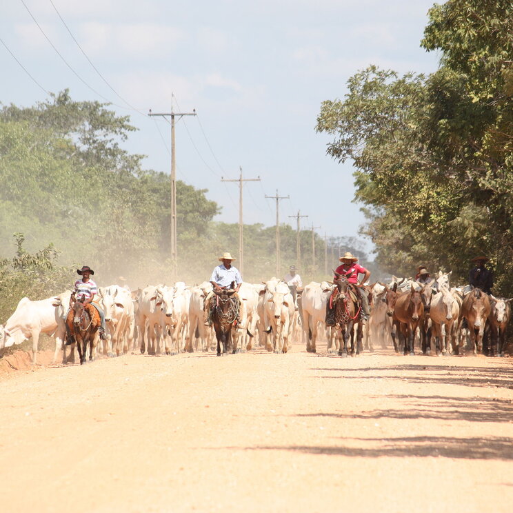 Im Pantanal treiben Cowboys, Gauchos, eine Herde von Rindern über eine staubige Straße