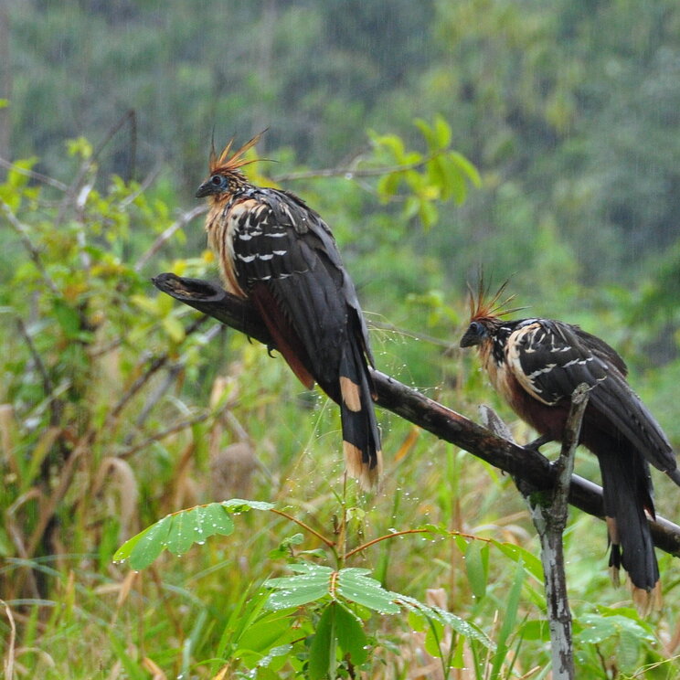Vogelbaobachtung auf Expeditionsreise Amazonas von Gateway Lateinamerika