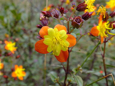 gelb-orange Blüten in der Chapada Diamantina