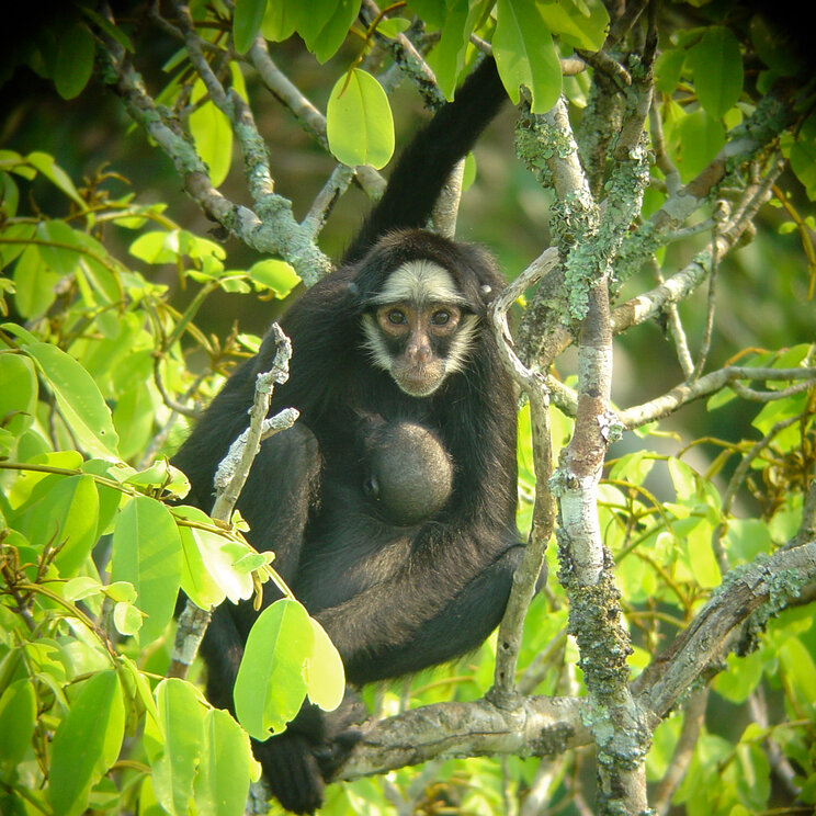 Von der Cristalino Jungle Lodge aus können beeindruckende Tierbeobachtungen gemacht werden, wie zum Beispiel die lebhaften Affen, die in den Baumkronen spielen.