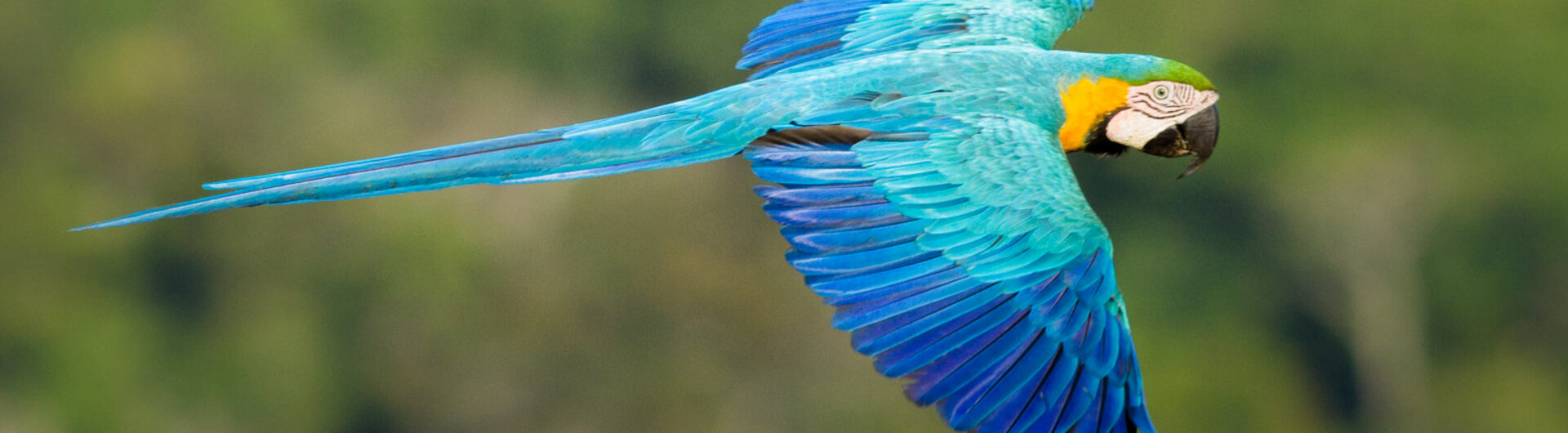 Fliegender Gelbbrustara