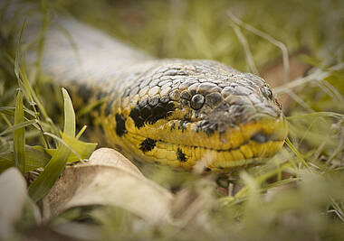 Schlangenkopf im Gras im Pantanal in Brasilien