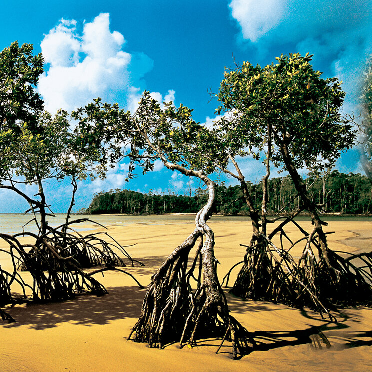 Die Luftwurzeln von Mangroven auf Ilha de Marajó erstrecken sich elegant über das Wasser und die Strände.