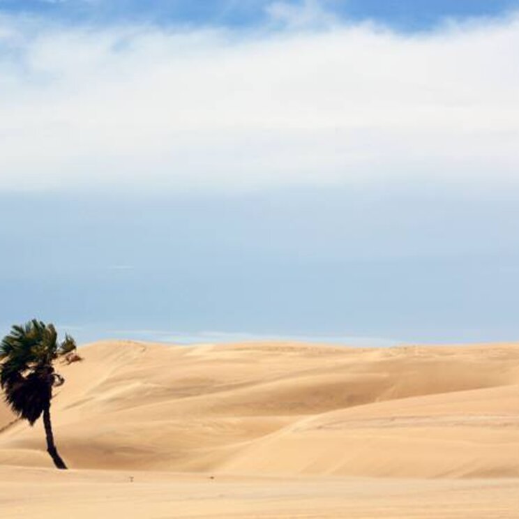 Ein einsamer Baum in der weiten Sandlandschaft bei Paulino Neves, umgeben von sanften Dünen und einem klaren blauen Himmel.