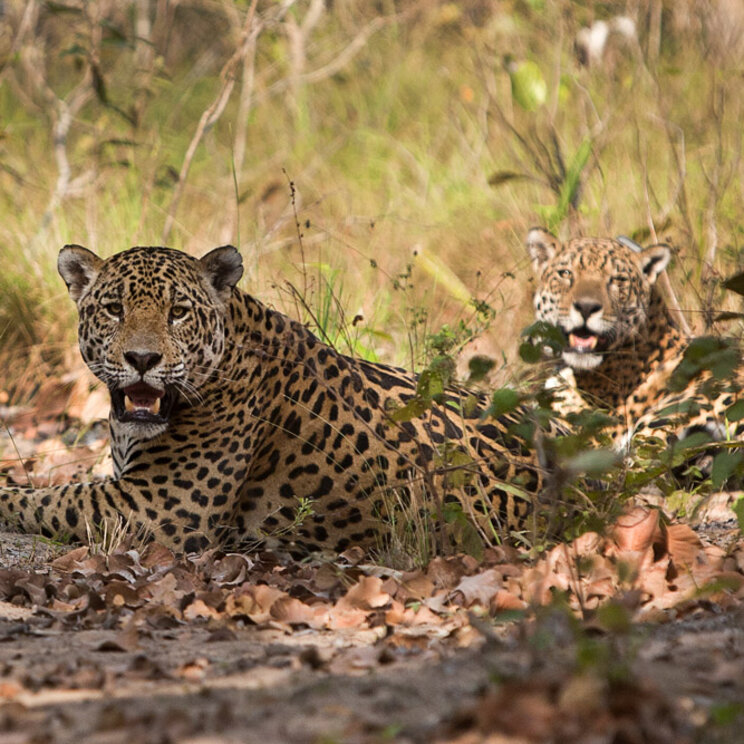 Zwei Jaguare, bei Beobachtungen um das Refúgio Ecológico Caiman im Pantanal, Brasilien, im schattigen Unterholz entspannen, umgeben von der natürlichen Schönheit der Wildnis.
