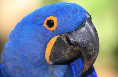 Blauer Ara im Vogelpark von Iguazu
