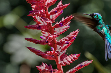 Kolibri und Bromelie