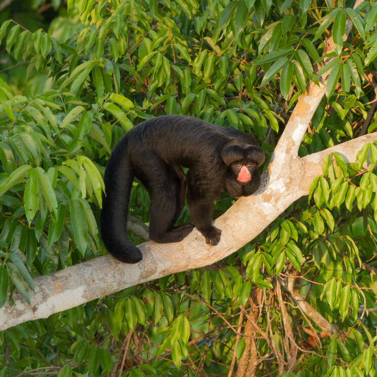 Von der Cristalino Jungle Lodge aus kann man faszinierende Tierbeobachtungen machen, wie zum Beispiel affenartige Primaten, die spielerisch durch die Baumkronen schwingen