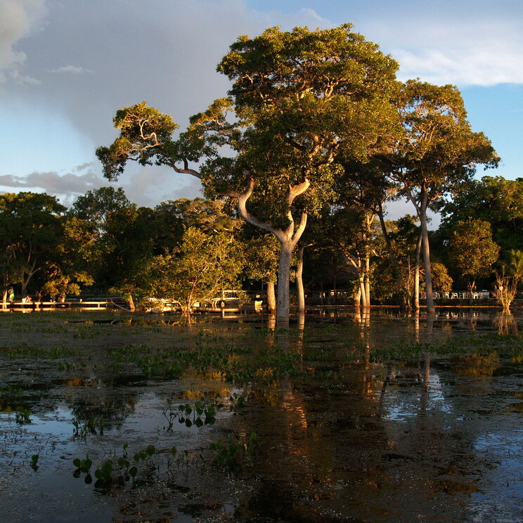 Landschaft mit überfluteten Bäumen in der Pousada do Rio Mutum im Pantanal, Brasilien.