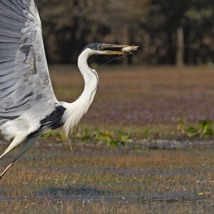 Ein Baguari-Reiher fliegt mit einem frisch gefangenen Fisch in der Pousada do Rio Mutum im Pantanal, Brasilien.
