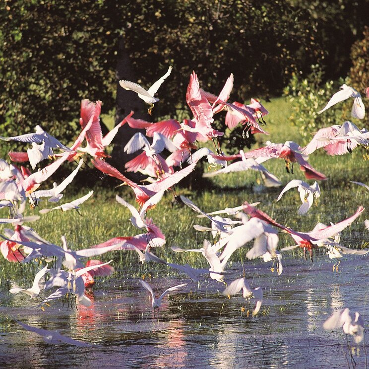 Eine Gruppe von Flamingos fliegt über das Wasser im Pantanal, Brasilien.
