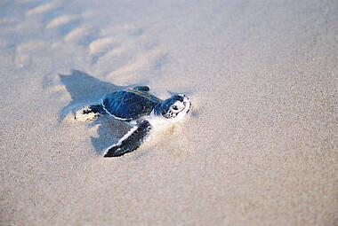 Kleine Schildkröte im Sand