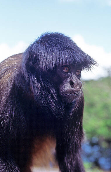 schwarzer Affe im Amazonasgebiet