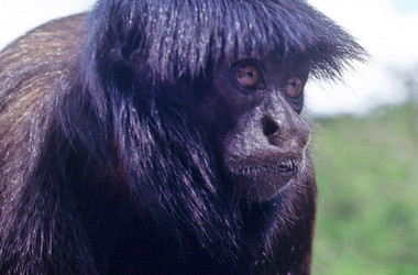 schwarzer Affe im Amazonasgebiet
