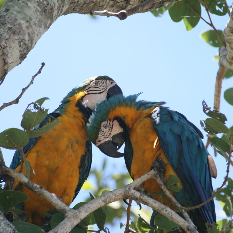 Zwei Blue-Yellow-Macaws sitzen auf einem Ast in der Nähe des Hotels Barra Mansa im Pantanal.