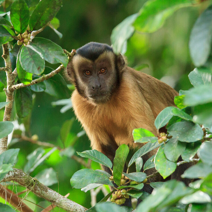 Von der Cristalino Jungle Lodge aus kann man faszinierende Tierbeobachtungen machen, wie zum Beispiel affenartige Primaten, die spielerisch durch die Baumkronen schwingen