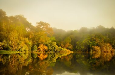 Bewaldetes Ufer an einem Gewässer im Amazonasregenwald in Brasilien