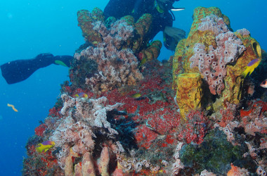 Taucher an einem Korallenriff vor Fernando de Noronha