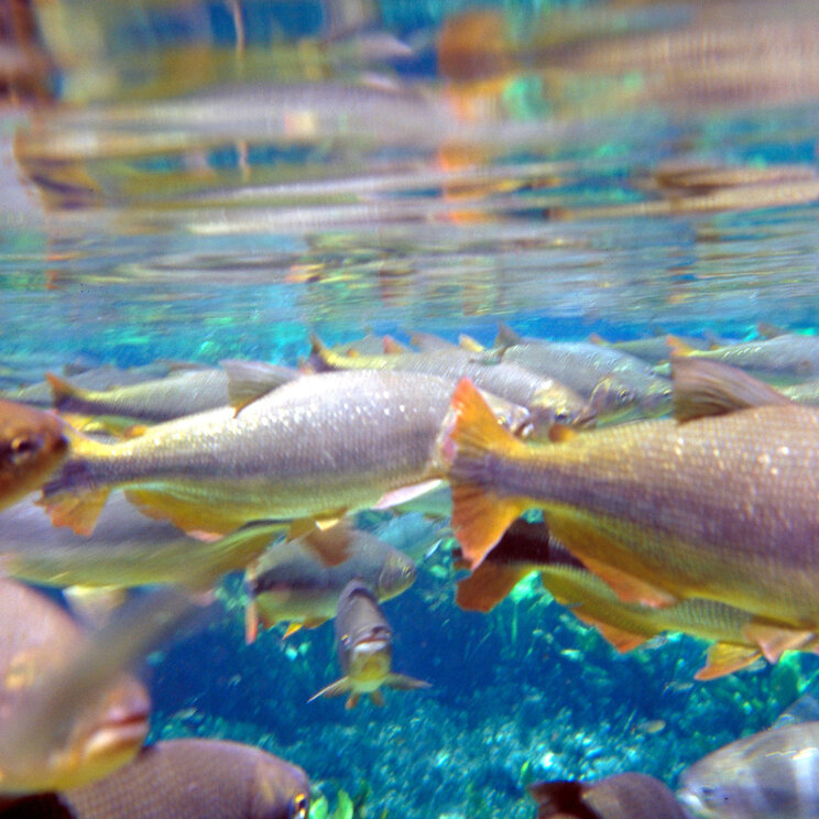 Fische im Fluss