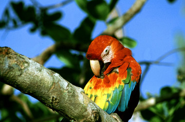 Papagei sitzt auf einem Ast im Amazonasgebiet