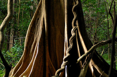 Baumstamm im Amazonas