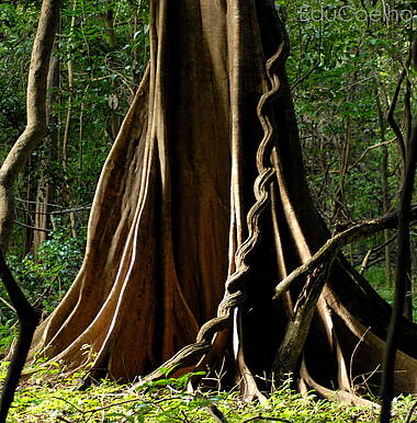 Baumstamm im Amazonas