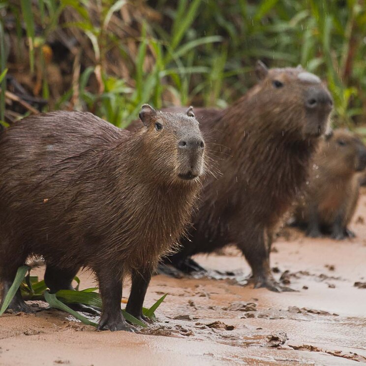 Kapibaren am Ufer in der Fazenda Baia das Pedras, umgeben von üppiger Vegetation und natürlicher Schönheit, ideal für Tierbeobachtungen im Pantanal.
