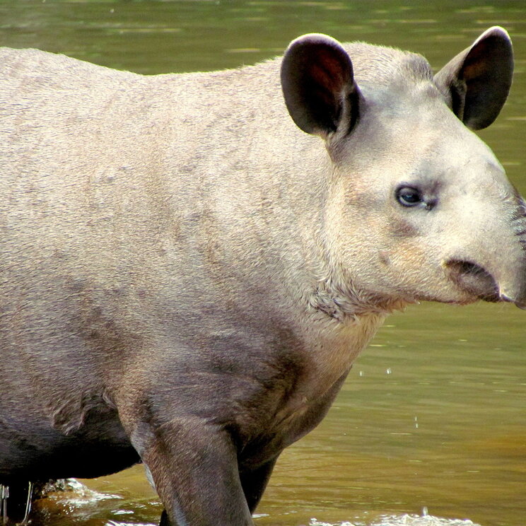 Ein Tapir steht im Wasser im Pantanal, Brasilien.