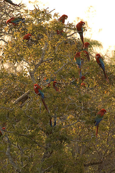 Gruppe von Aras auf einem Baum sitzend