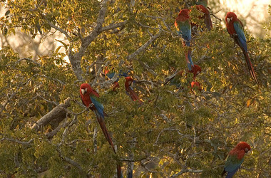 Gruppe von Aras auf einem Baum sitzend