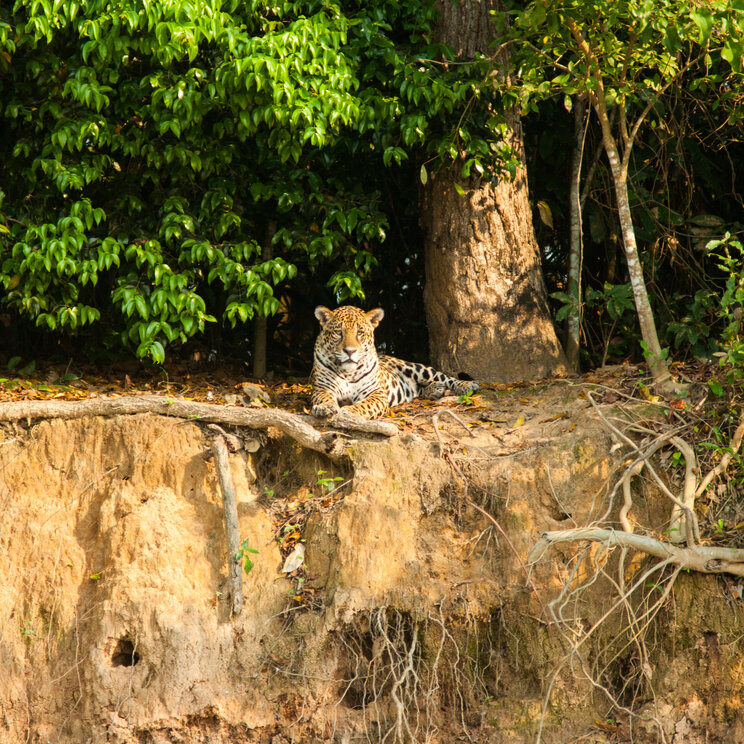 Jaguar am Ufer im Pantanal liegend auf einer Böschung mit dichtem Regenwald im Hintergrund am Rio Mutum