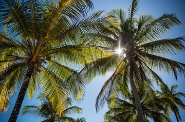 Blick nach oben in grüne Palmenkronen gegen einen blauen Himmel mit strahlendem Sonnenlicht am Praia do Cassange.