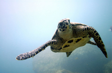 Schwimmende Schildkröte bei Fernando de Noronha