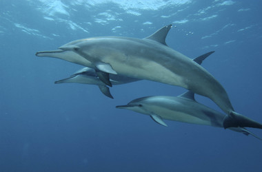 Delfine vor Fernando de Noronha
