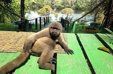 Affe liegt auf der Treppe in der Amazon Tupana Lodge