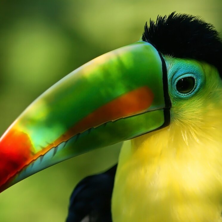 Nahaufnahme eines Fischertukans mit buntem Schnabel in Iguazú.