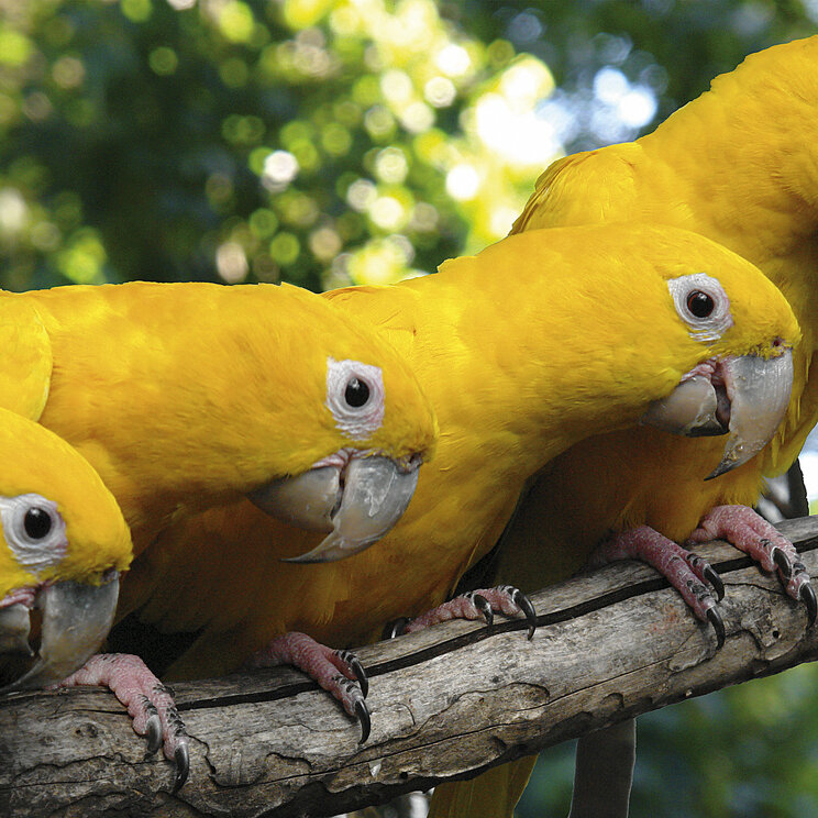 Vogelpark in Foz do Iguacu